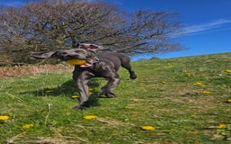 Weimaraner dogs for stud: Blue Weimaraner for Stud - Image 6
