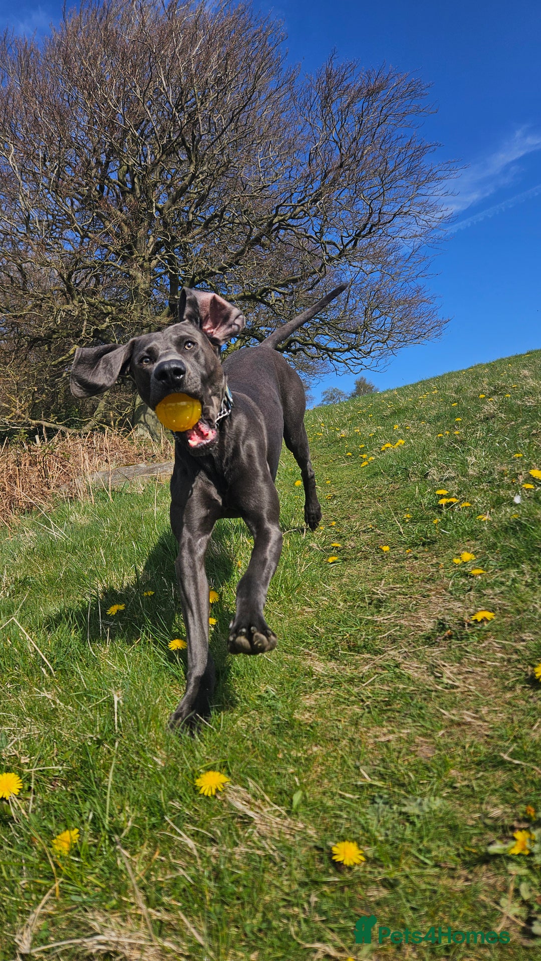 Weimaraner dogs for stud: Blue Weimaraner for Stud - Image 6