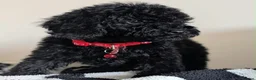 Cavapoochon dogs for sale: Extensively Tested Cavapoochons Fully Vaccinated  - Advert 27