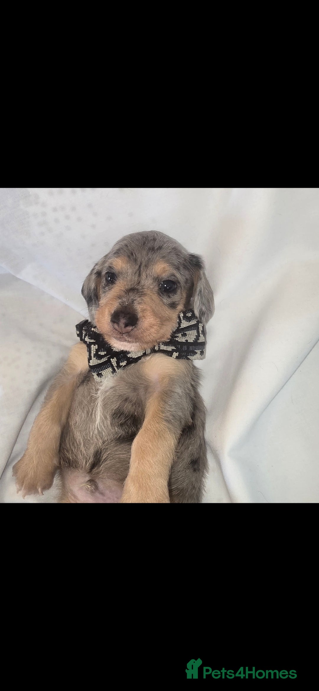 Mixed Breed dogs for sale:  miniature dachshund cross toy poodle doxiepoo   - Image 23