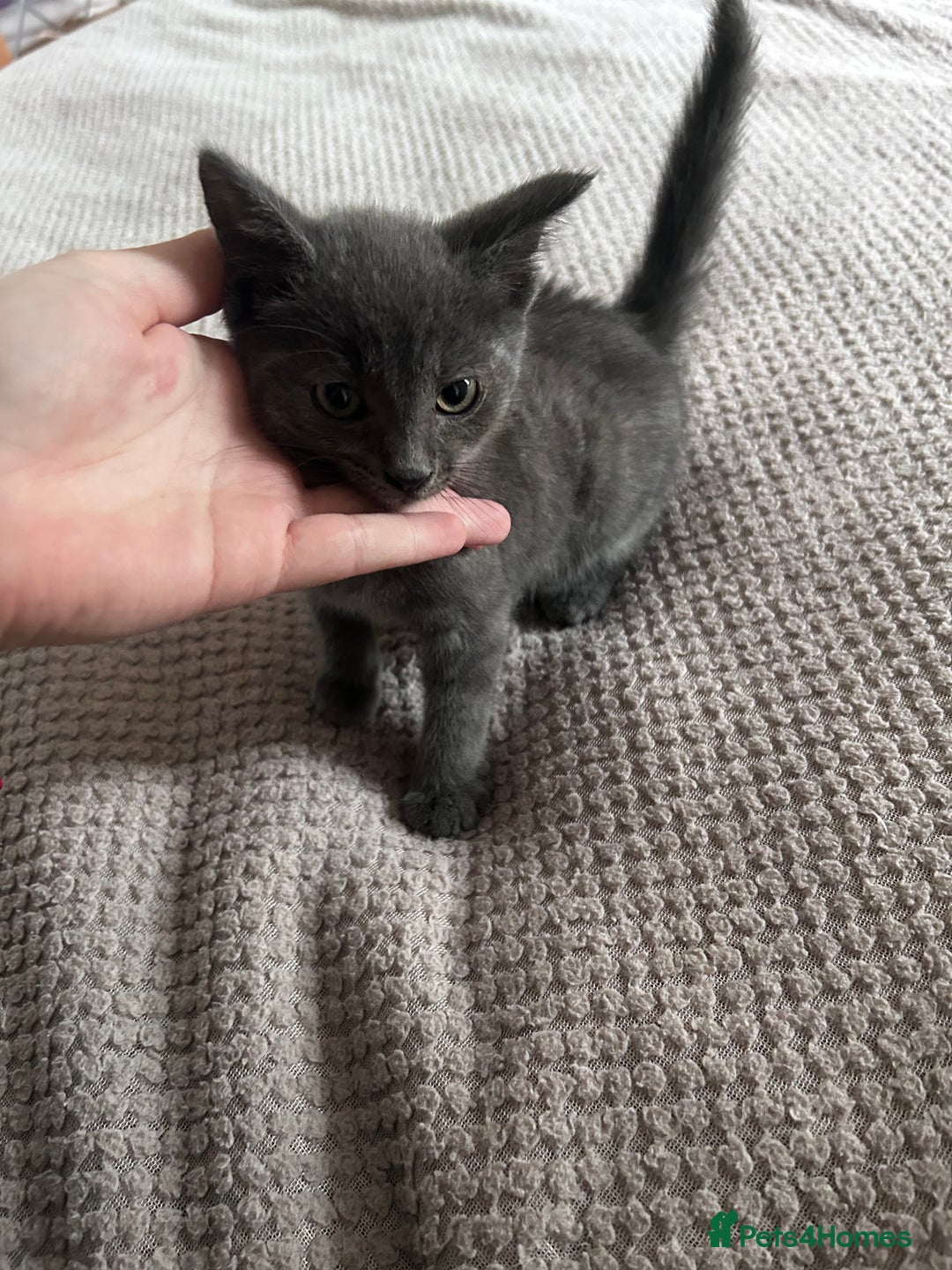 Russian Blue cats for sale: Male Russian blu kitten ready to leave LOWESTOFT - Image 2