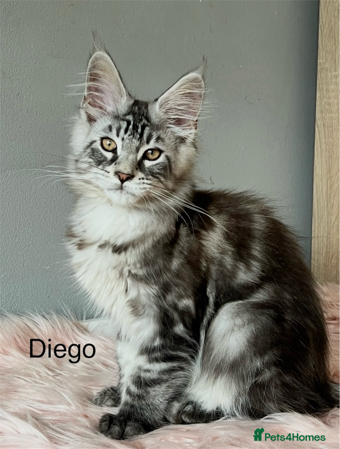 Maine Coon cats Maine Coon kittens  - Advert 15