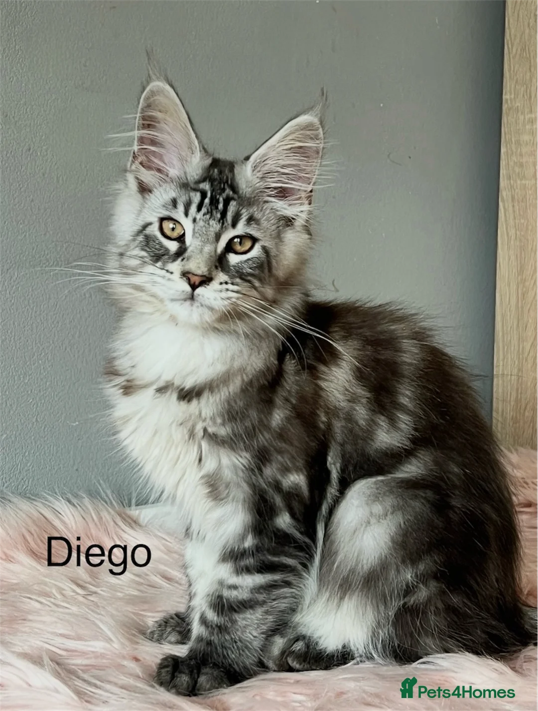 Maine Coon cats for sale: Maine Coon kittens  - Advert 1