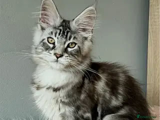 Maine Coon cats Maine Coon kittens - Advert 15