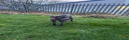 Cane Corso dogs for sale: Luna  - Advert 5