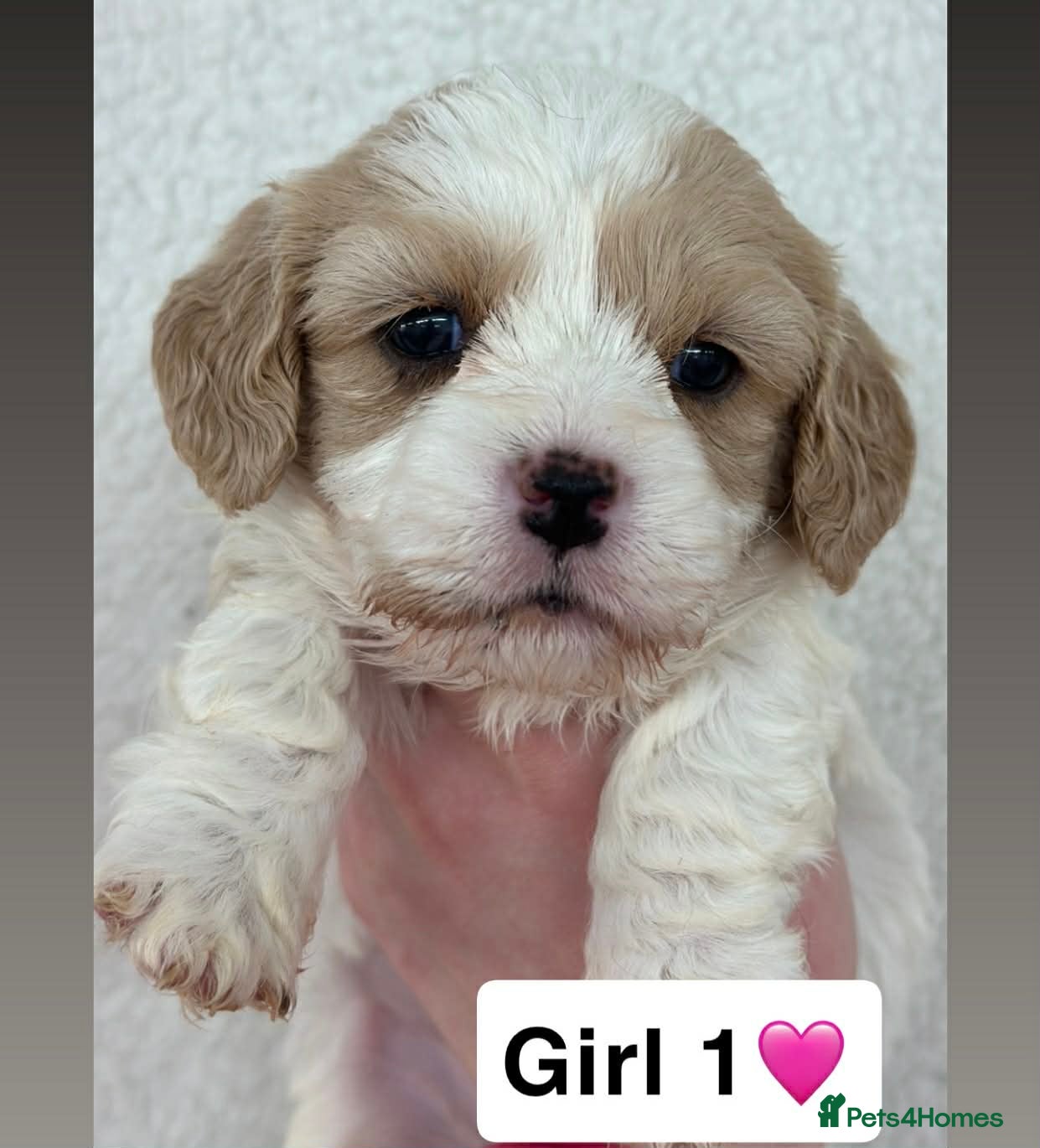 Cavachon dogs Stunning DNA Clear Cavachon pups - Advert 1