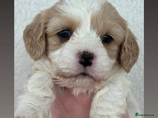 Cavachon dogs Stunning DNA Clear Cavachon pups - Advert 1