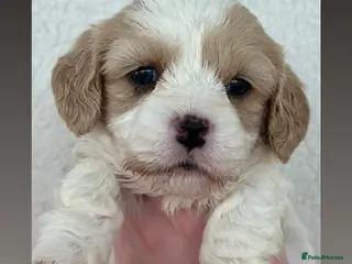 Cavachon dogs Stunning DNA Clear Cavachon pups - Advert 10