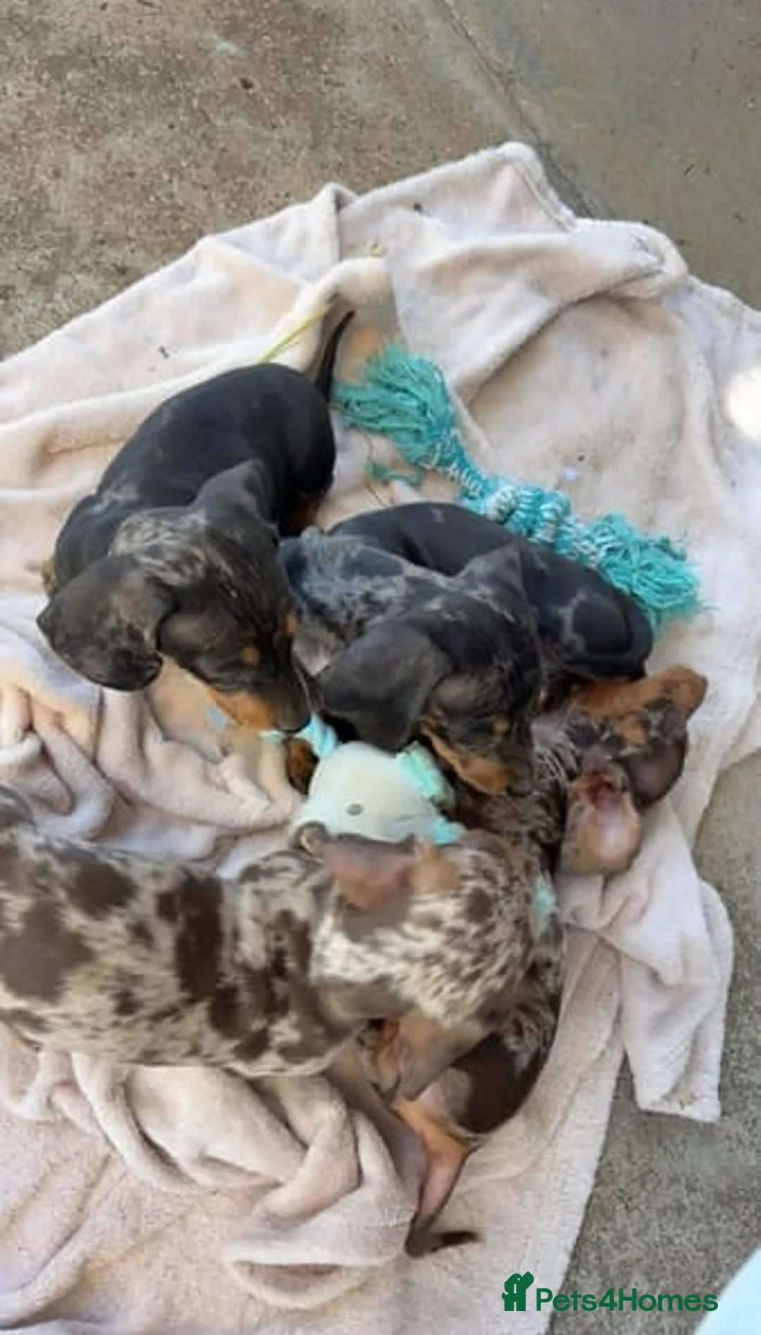 Miniature Dachshund dogs for sale: Active purebred dapple dachshund shorthair.  - Advert 2