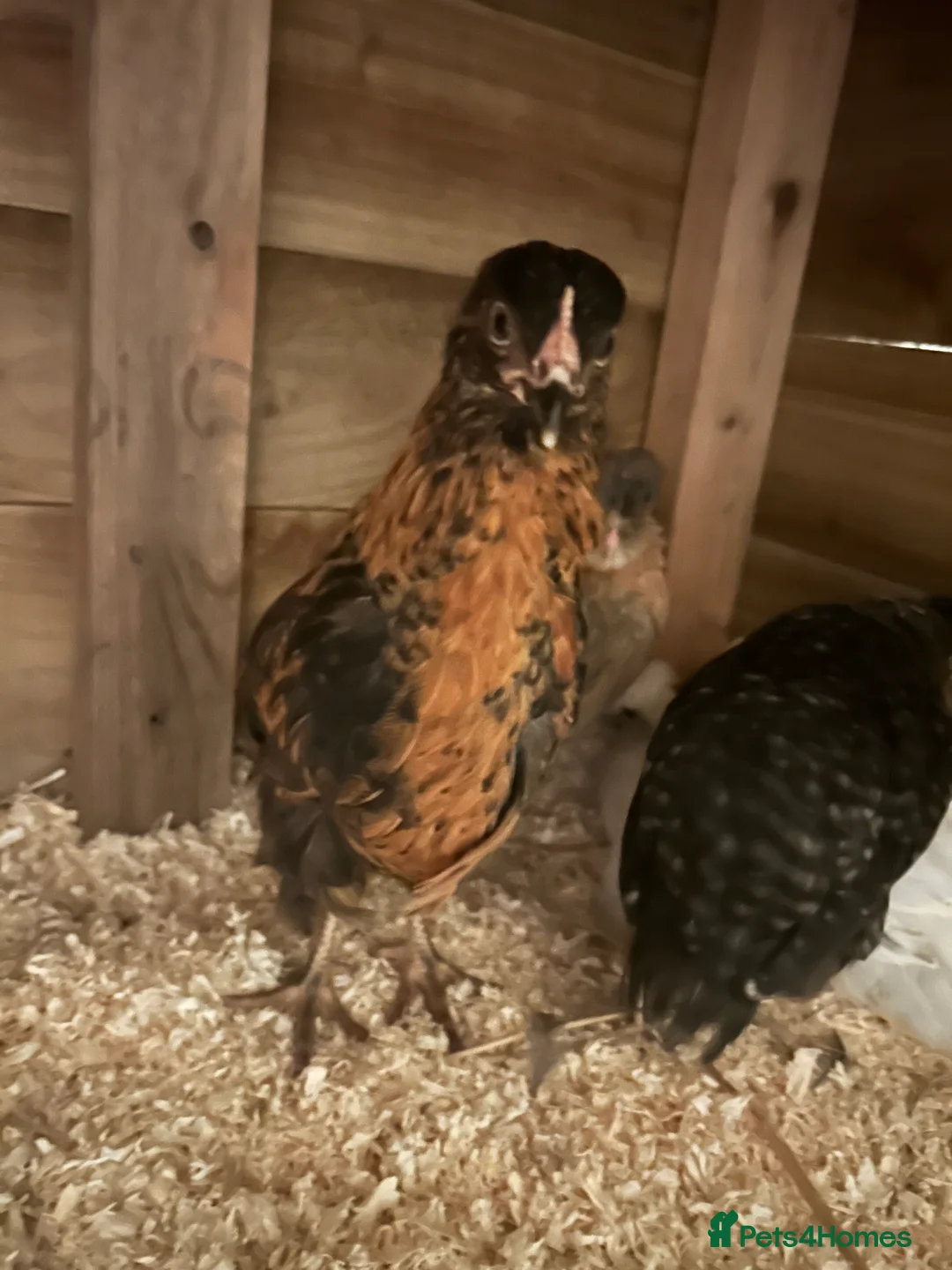 Mixed Breed birds for sale: 6 mixed breed chicks suspected all to be female  - Advert 1