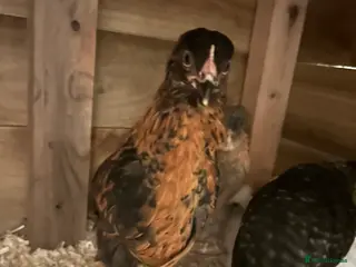 Mixed Breed birds 6 mixed breed chicks suspected all to be female - Advert 2