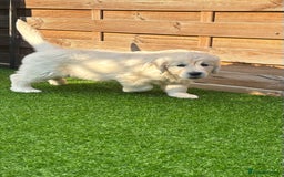 Golden Retriever dogs for sale: Gorgeous Show Type Golden Retrievers - Image 31