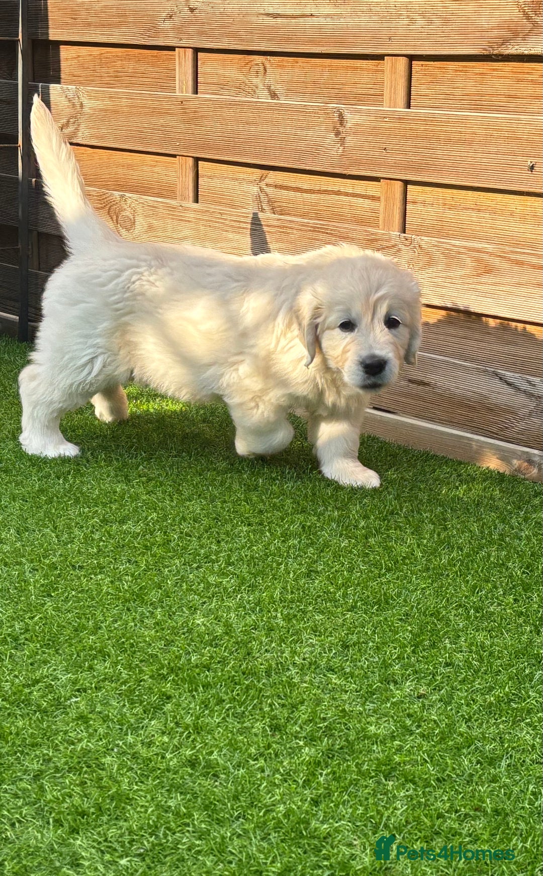 Golden Retriever dogs for sale: Gorgeous Show Type Golden Retrievers - Image 31