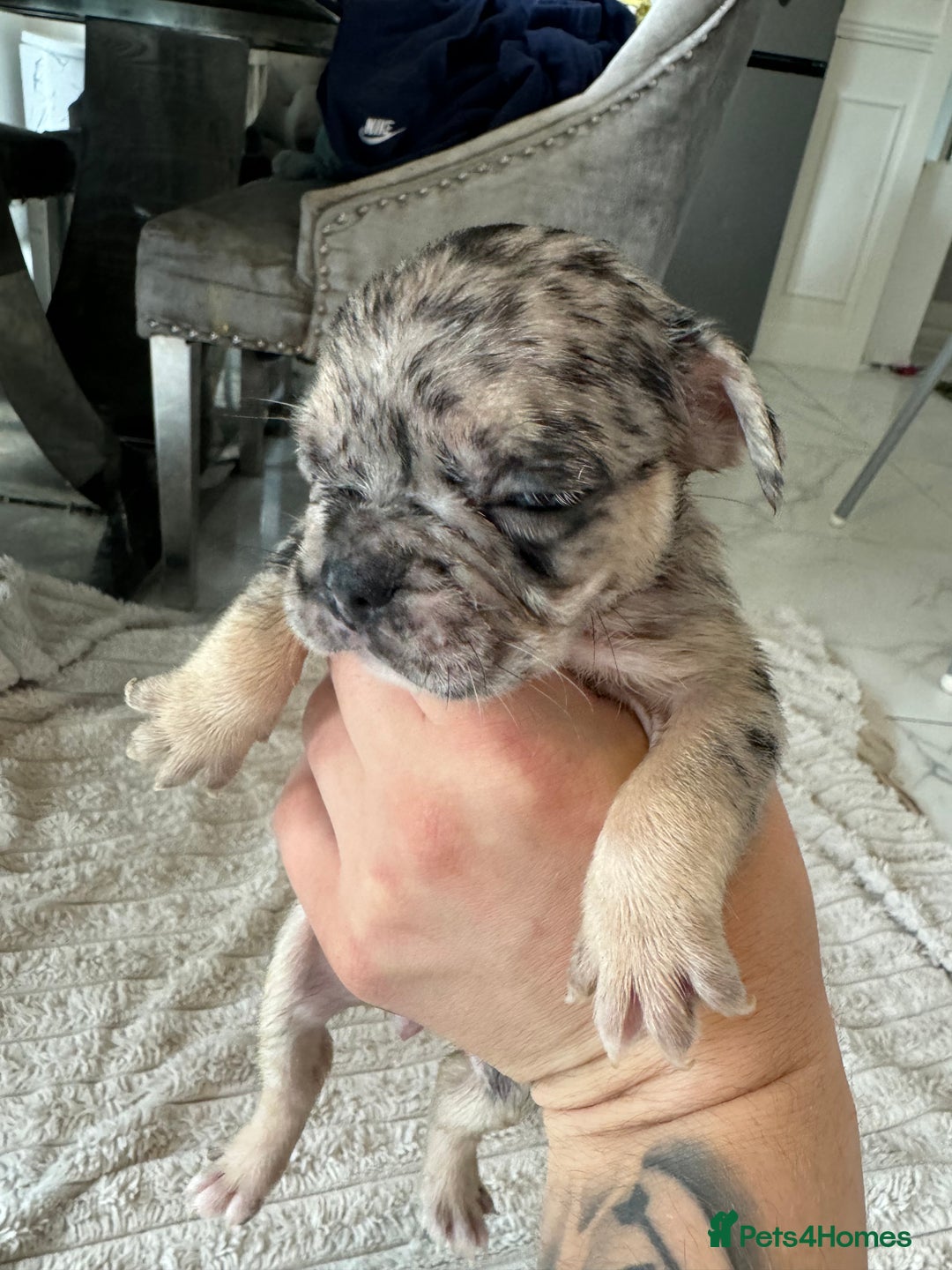 French Bulldog dogs for sale: Full French bulldogs KC solid & merle colours - Image 4