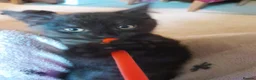 Mixed Breed cats for sale: 1 Ghost Tabby, 1 Tortoiseshell and 1 Black kittens in Cranbrook - Advert 14