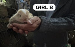 Mini Lop rabbits for sale: Friendly, Handled, Beautiful Baby Bunnies for Sale - Image 30