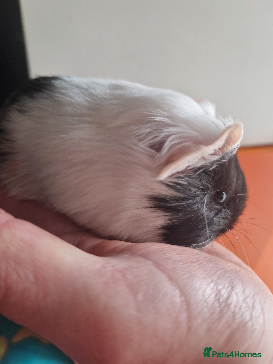 Guinea Pig rodents for sale: Baby Guinea Pigs  - Image 4