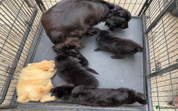 Cockapoo dogs for sale: Cockapoo puppies for sale  - Image 4