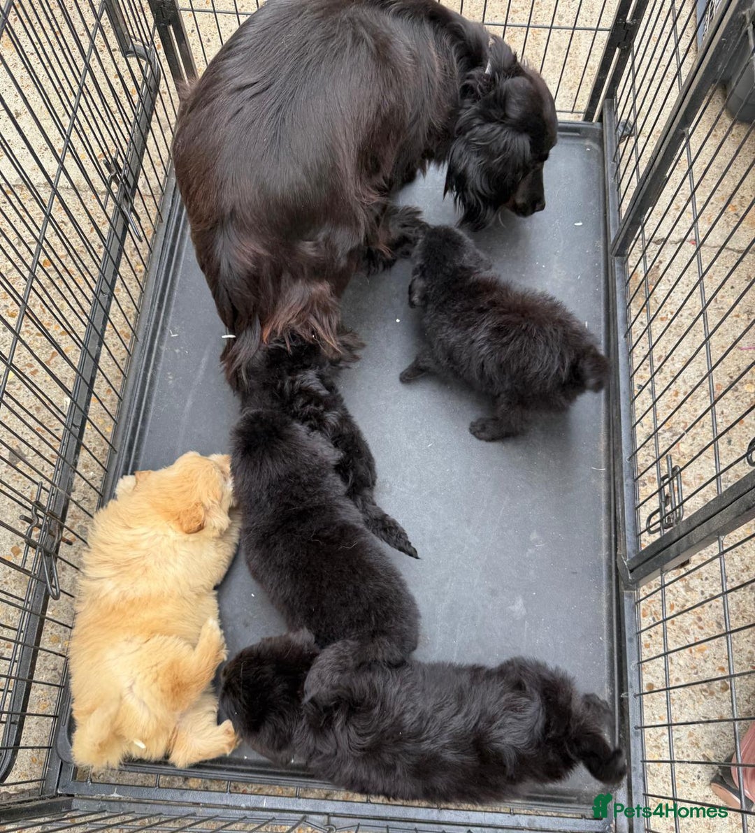 Cockapoo dogs for sale: Cockapoo puppies for sale  - Image 4