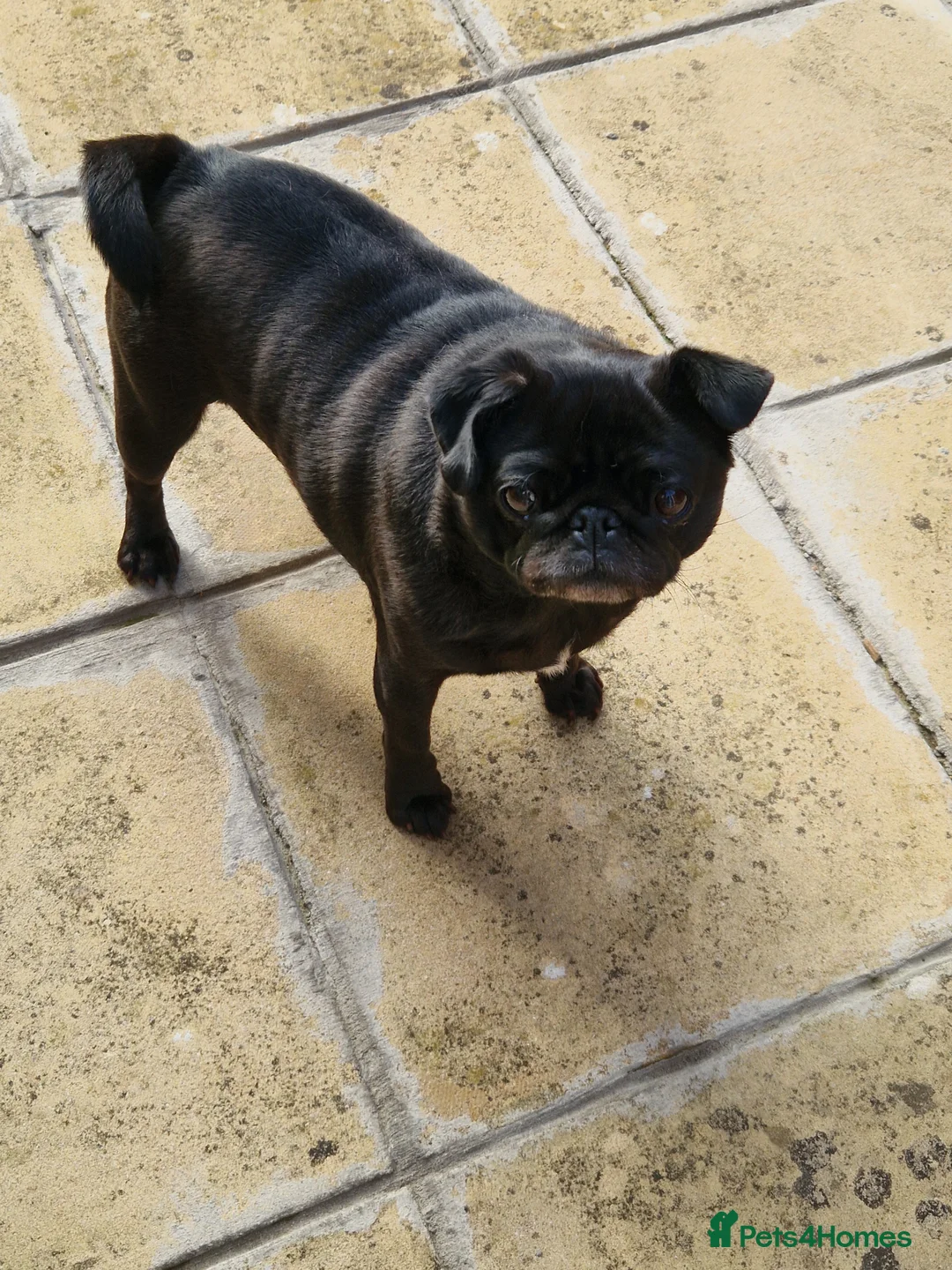 Pug dogs for sale: 4 year old black pug very loving  - Advert 2