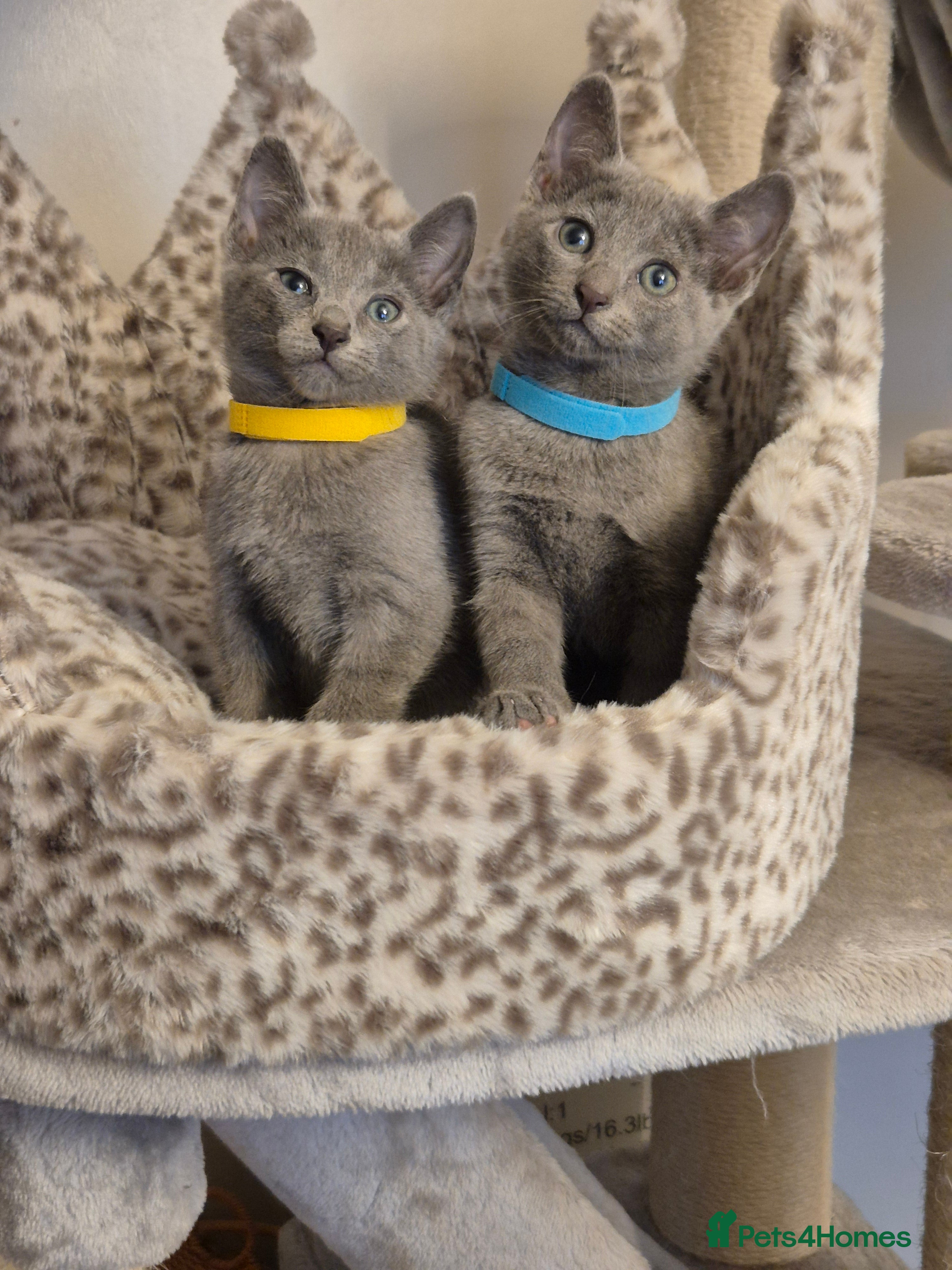 Russian Blue cats Amazing Russian Blue kittens 💙 - Advert 2