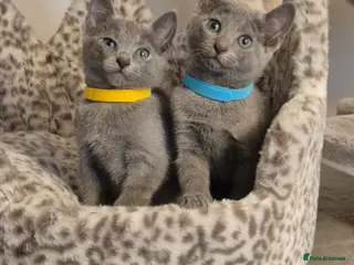 Russian Blue cats Amazing Russian Blue kittens 💙 - Advert 6