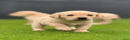 Labrador Retriever dogs for sale: Labrador puppies  - Advert 12