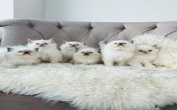 Ragdoll cats for stud: Amazing proven stud !!!  in Romford - Image 8