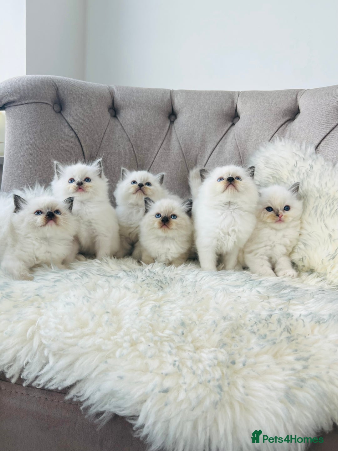 Ragdoll cats for stud: Amazing proven stud !!!  in Romford - Image 8