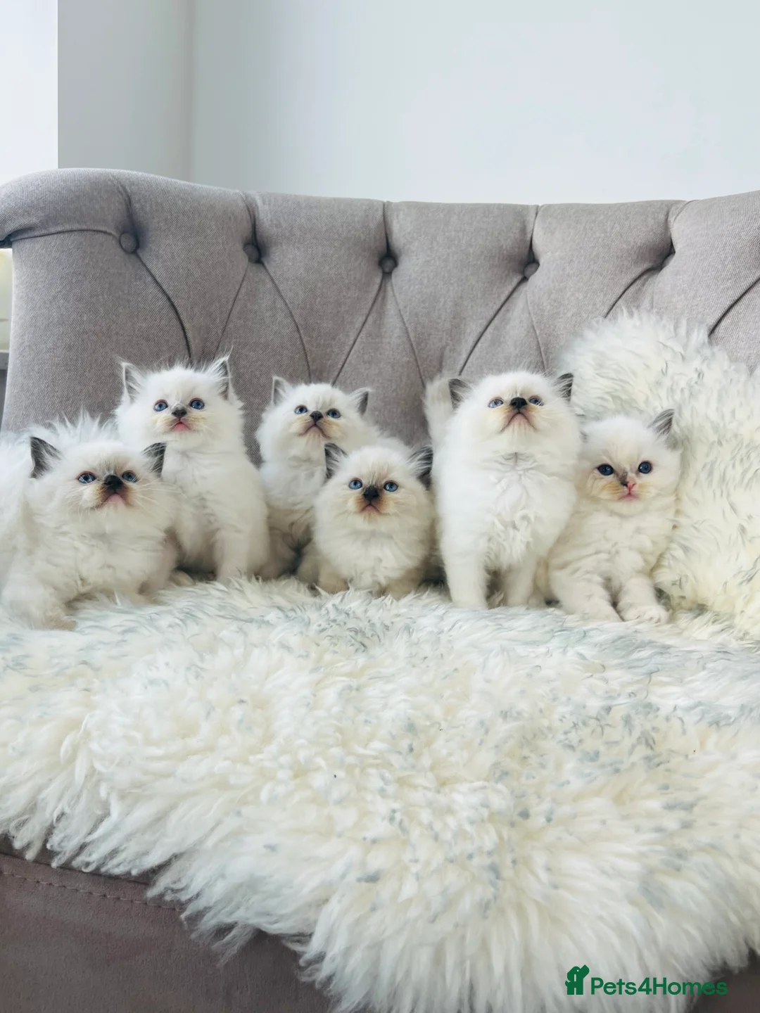 Ragdoll cats for stud: Amazing proven stud !!!  in Romford - Advert 8