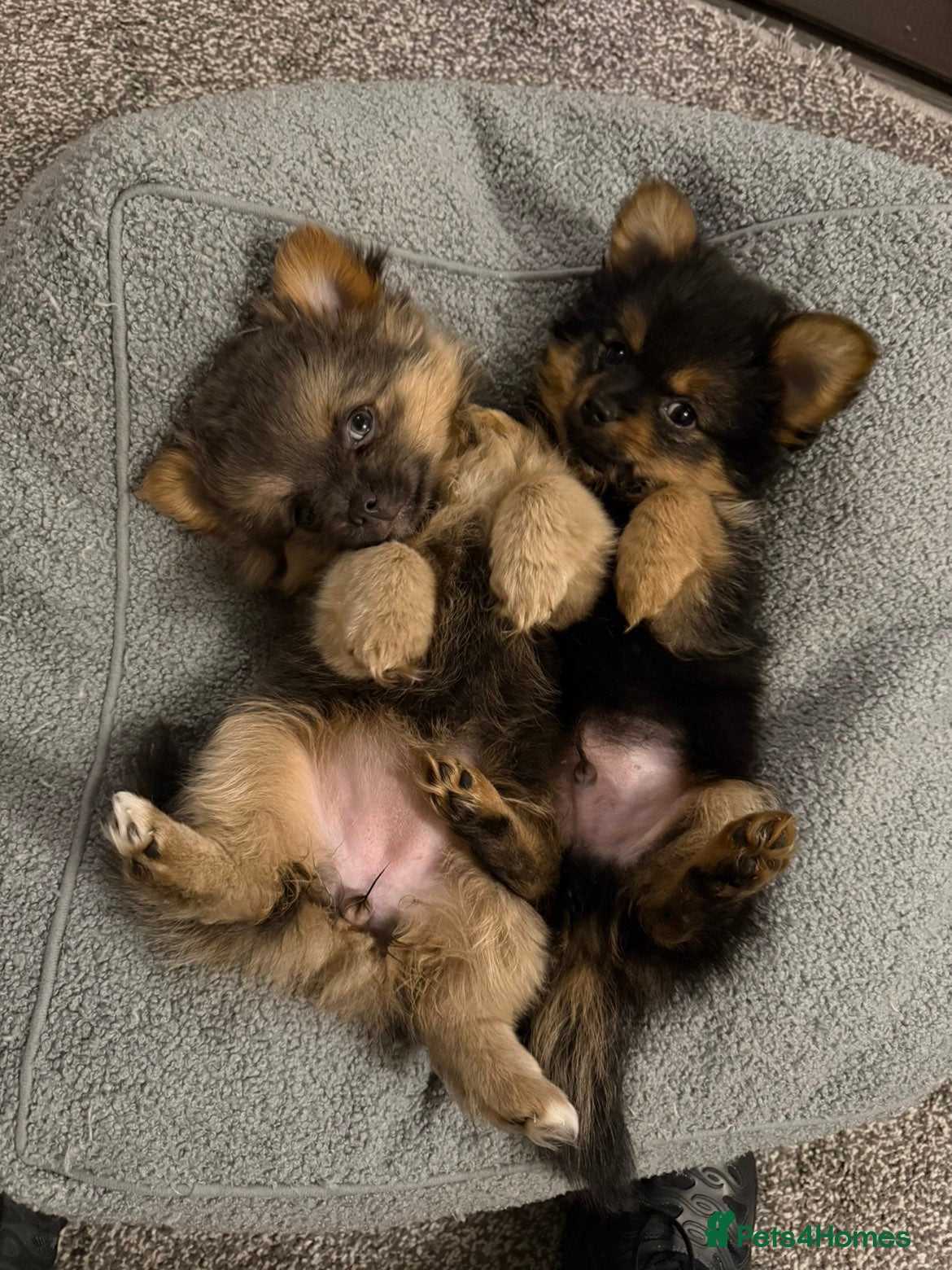 Mixed Breed dogs TINY yorkie x minature pom puppies - Advert 1