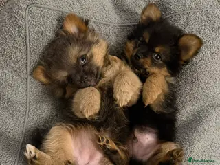 Mixed Breed dogs TINY yorkie x minature pom puppies - Advert 1