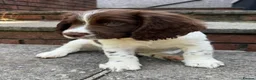 Sprocker dogs for sale: Working Sprocker Puppy - Advert 3