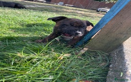Staffordshire Bull Terrier dogs for sale: 🏅🏆 CHAMPION PLAY BOY STAFFY PUP LAST BOY!! - Image 6