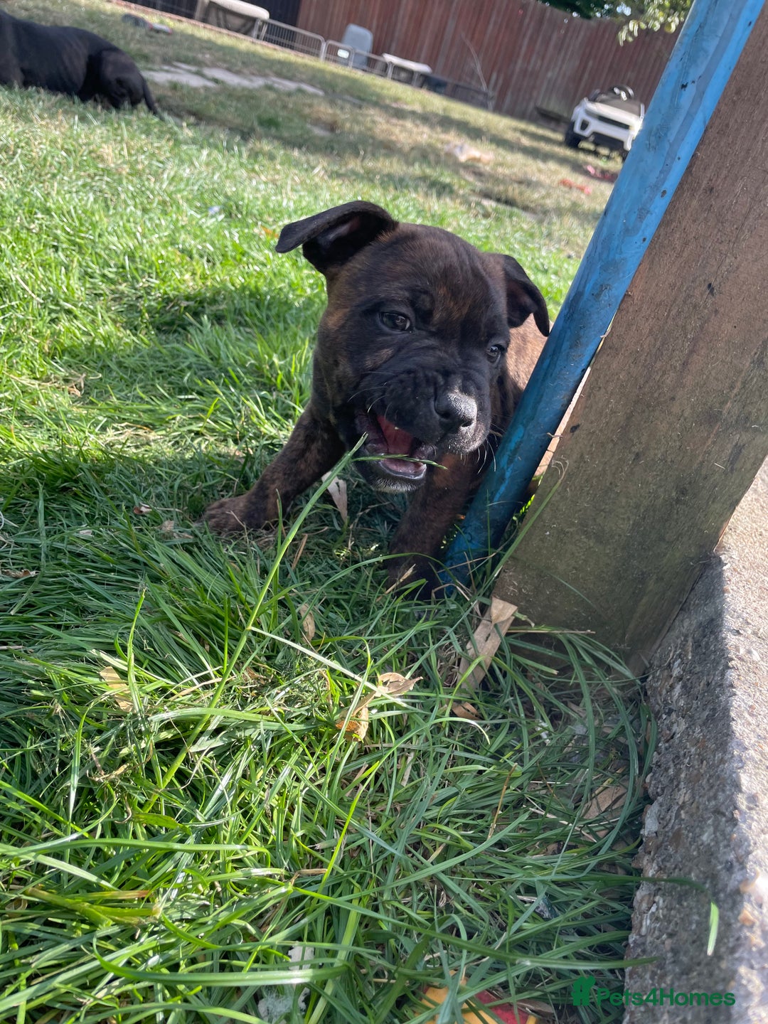 Staffordshire Bull Terrier dogs for sale: 🏅🏆 CHAMPION PLAY BOY STAFFY PUP LAST BOY!! - Image 6