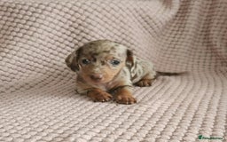 Miniature Dachshund dogs for sale: Beautiful miniature dachshund  - Image 11