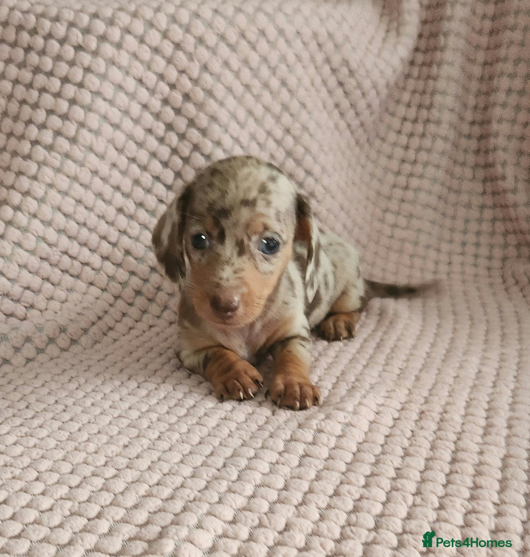 Miniature Dachshund dogs for sale: Beautiful miniature dachshund  - Image 11
