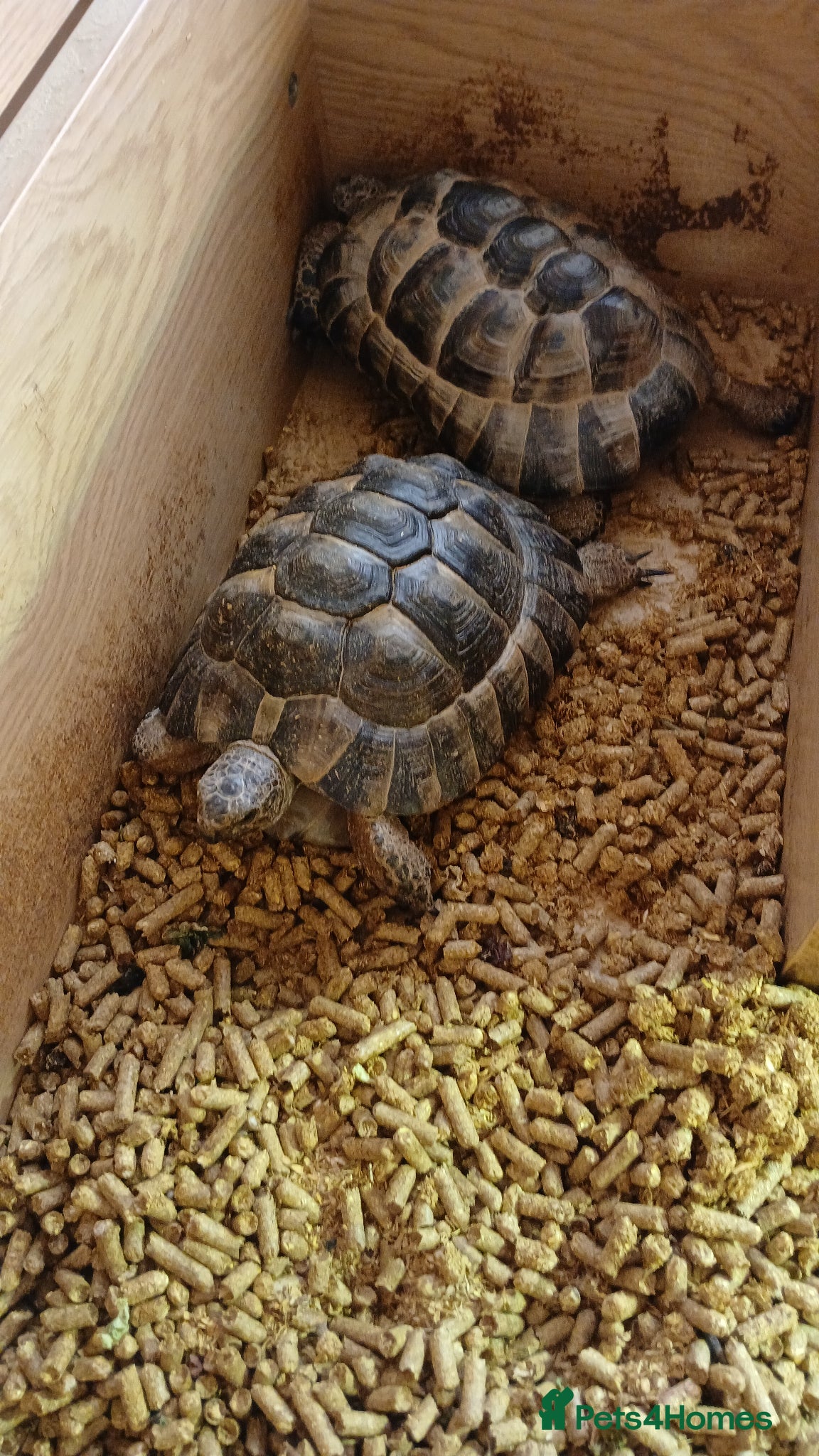 Tortoise reptiles 2 lovely tourtoises forsale - Advert 14