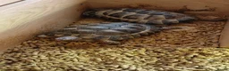 Tortoise reptiles for sale: 2 lovely tourtoises forsale - Advert 1