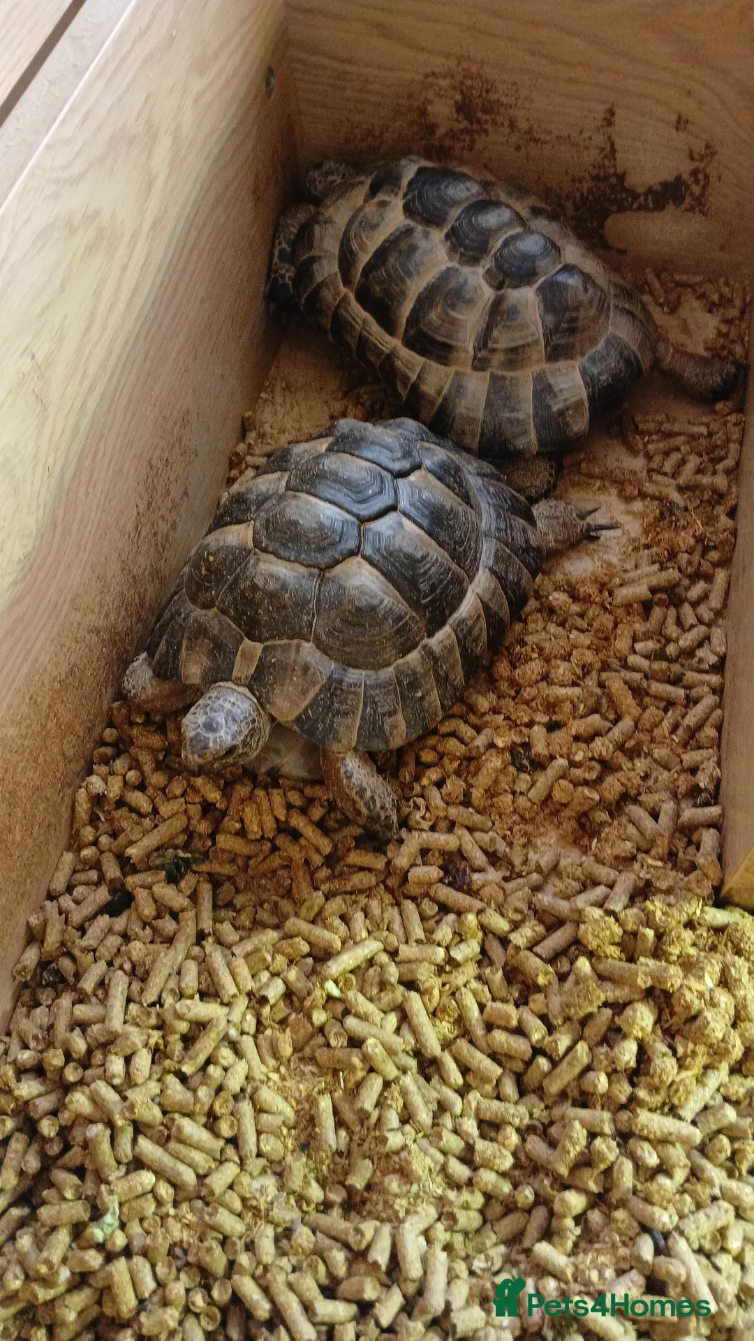 Tortoise reptiles for sale: 2 lovely tourtoises forsale - Advert 1