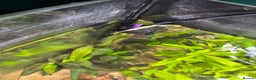Barbs fish for sale: Full tropical setup with live plants and fish - Advert 11