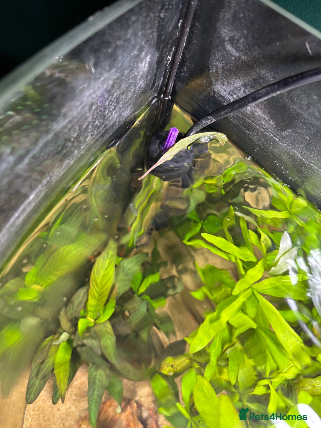 Barbs fish for sale: Full tropical setup with live plants and fish - Advert 11