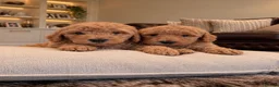 Goldendoodle dogs for sale: Super Quality Doodles  - Advert 4