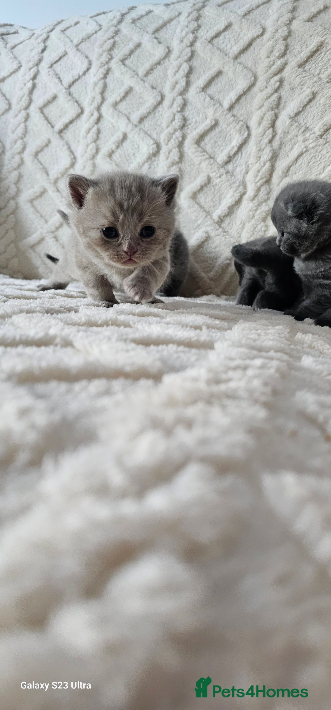 British Shorthair cats for sale: British shorthair & Scotish fold  - Advert 5