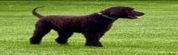 Irish Water Spaniel dogs for sale: Irish Water Spaniel Litter - Advert 9