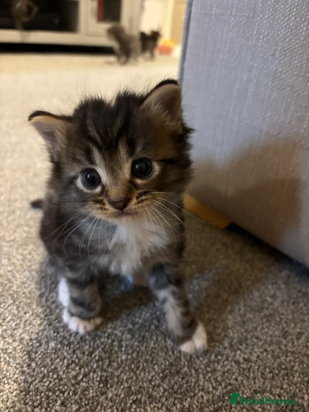 Mixed Breed cats for sale: Grey tabbies for sale - Advert 2