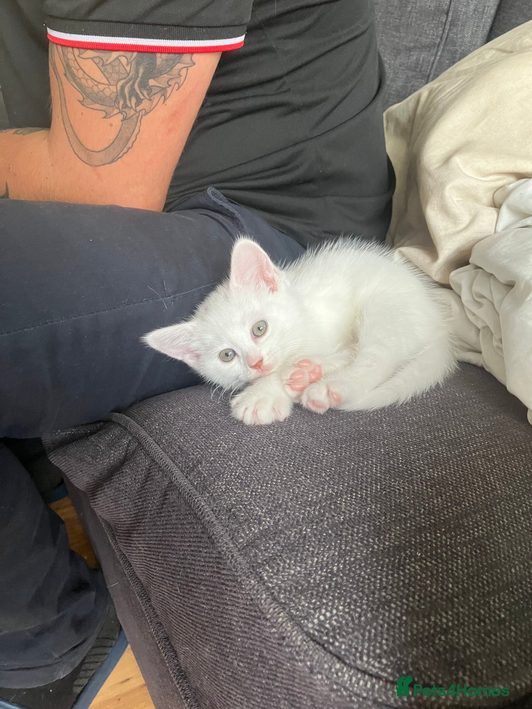 Khao Manee cats for sale: White Scottish fold mix - Image 11