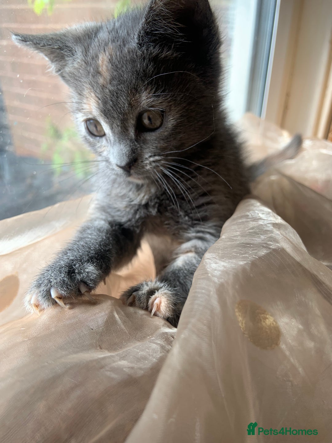 Domestic Shorthair cats for sale: Grey shorthair kitten - Image 11