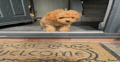 Cavapoo dogs - Advert 16