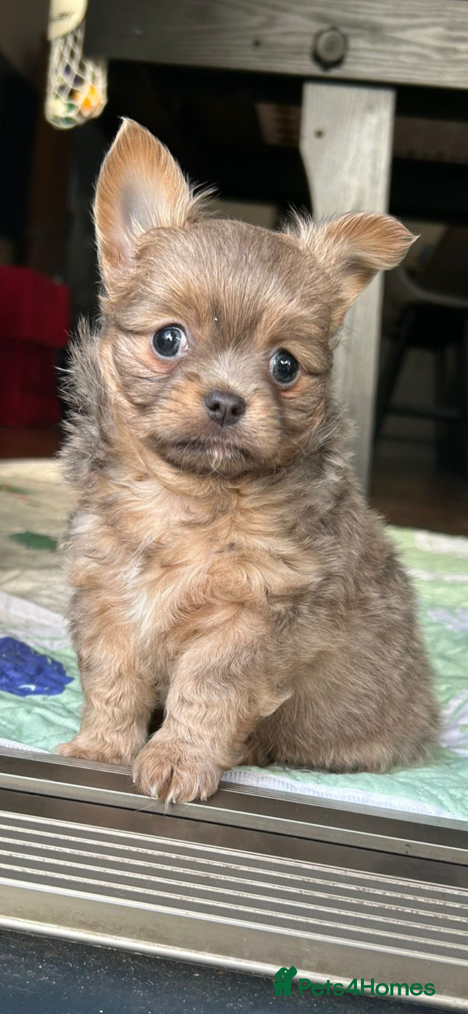 Chihuahua dogs 🐾 Stunning Long-Haired Chihuahua Puppies - Advert 6